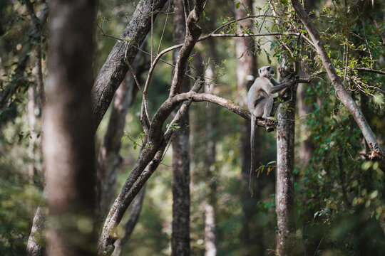 Gray langur, a wild monkey, perched on a tree branch, observing