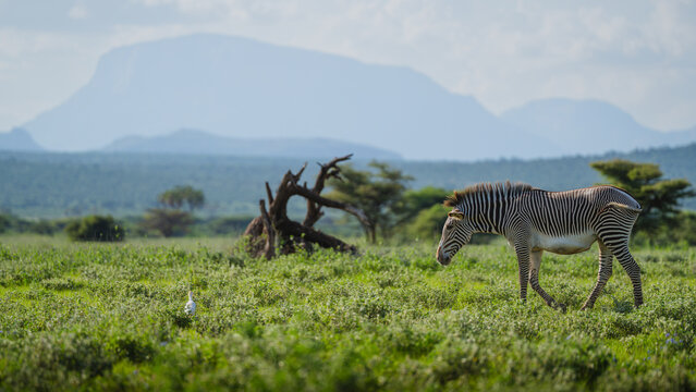 Grevy's zebra walking through green savanna grass 
