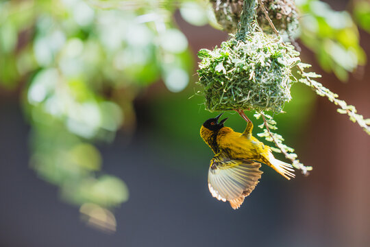 Weaver bird building intricate hanging nest