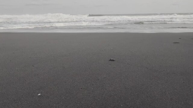 Olive Ridley Sea turtle, or Lepidochelys olivacea, hatchlings make their way through the sand to the ocean. This turtle lives in shallow tropical and subtropical waters.