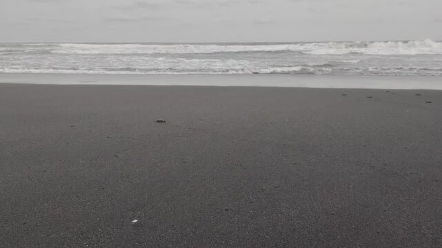 Olive Ridley Sea turtle, or Lepidochelys olivacea, hatchlings make their way through the sand to the ocean. This turtle lives in shallow tropical and subtropical waters.