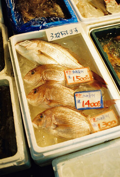 Fresh Sea Bream at Japanese Fish Market