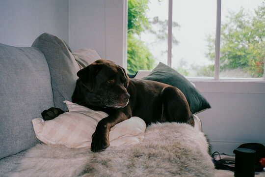 Labrador rests on a sofa on rainy day 