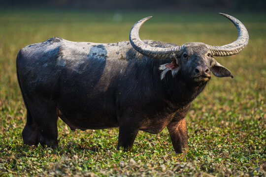 Water buffalo grazing in green marshland looking at camera
