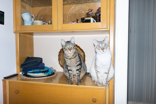 Two Cats Sitting on a Wooden Cabinet in a Living Room