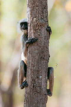 Langur monkey peeking from behind tree trunk