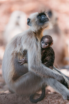 Grey langur mother hugging baby, showing maternal bond and care