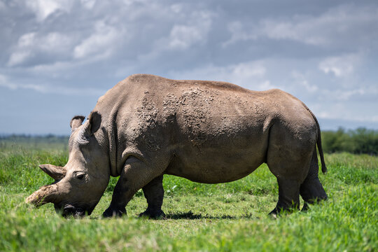 White rhinoceros grazing grass in african savanna