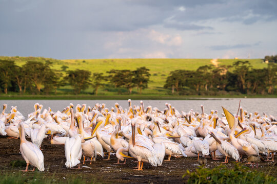 Great white pelicans gathering at lake nakuru national park