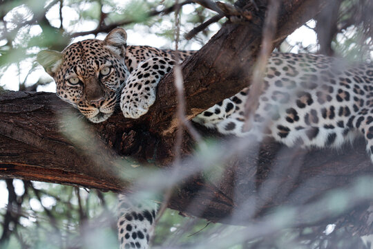Leopard relaxing on a thick tree branch 