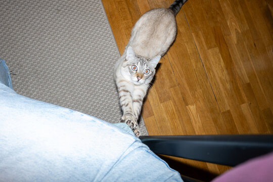 Cat Stretches 