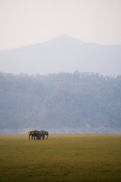 Elephants with young calf foraging on a vast grassy plain