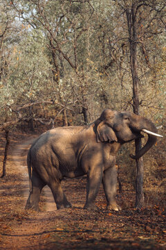 Wild elephant scratching tusk on tree trunk in dry forest