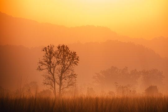 Foggy morning landscape with trees silhouetted against a golden sun