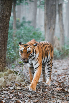 Bengal tiger walking through a misty forest, powerful