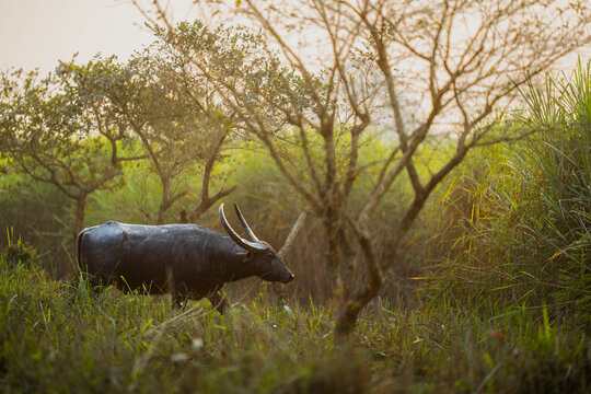Wild water buffalo walking through tall grass at sunset