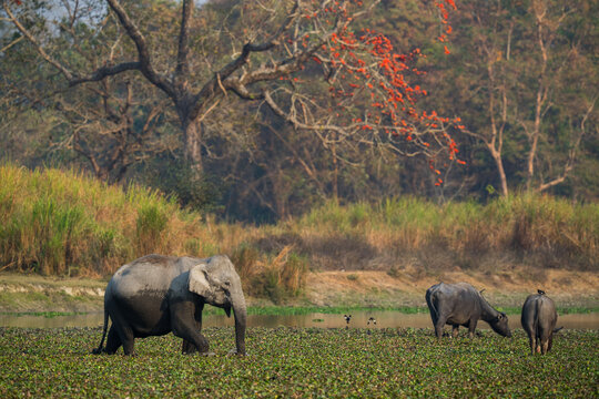 Asian elephant and wild water buffaloes grazing in wetland