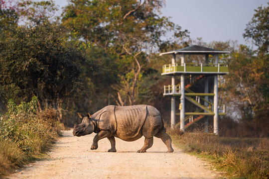 Indian rhinoceros crossing safari park dirt road