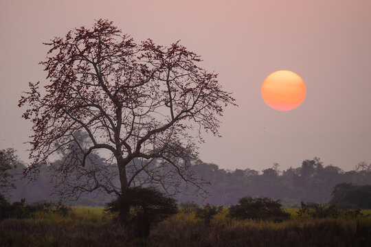 Breathtaking sunset behind a lonely landscape tree