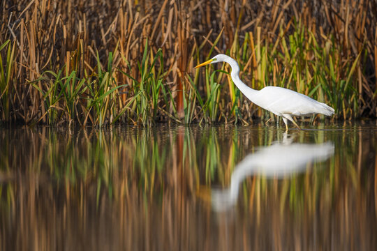 Great egret wading in pond among reeds