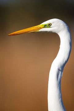 Great egret head showing long yellow beak