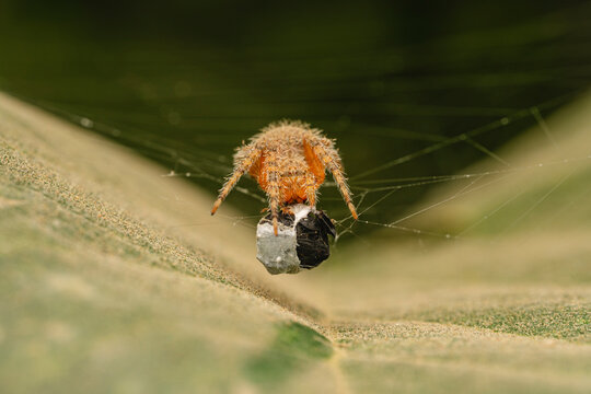 Orb weaver spider wrapping prey in its silk thread.