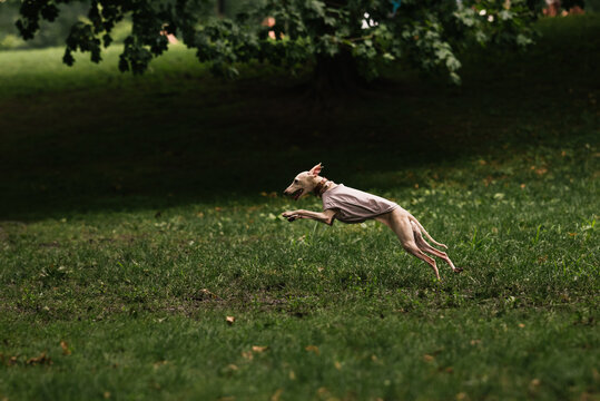 Whippet Dog Running Fast Across Park Field