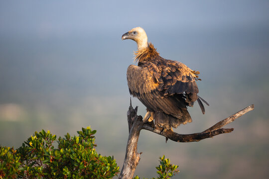 Griffon vulture standing on a tree branch at dawn