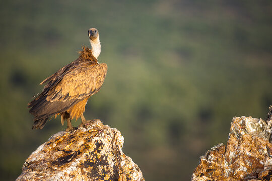 Griffon vulture standing on a rock looking