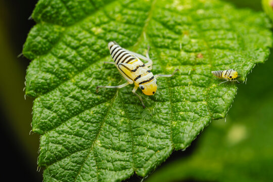 Yellow striped leafhopper on a green leaf.