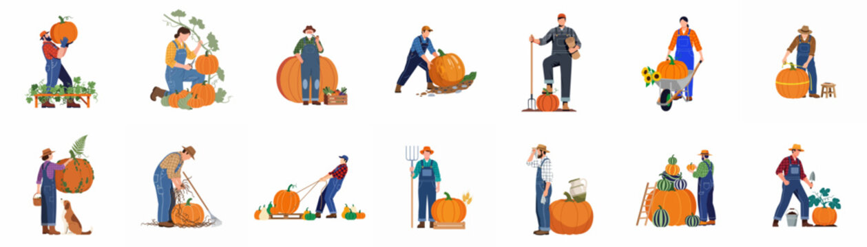Flat vector illustrations of diverse farmers harvesting, measuring, and transporting large pumpkins during autumn harvest season on a white background.