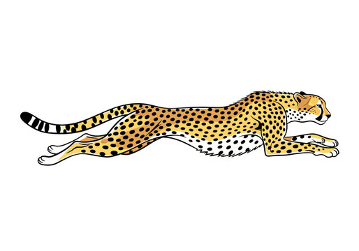 A side view illustration of a cheetah running at full speed.
