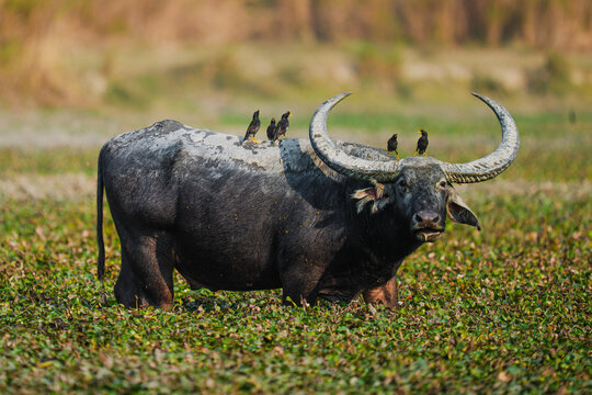 Wild water buffalo covered with myna birds