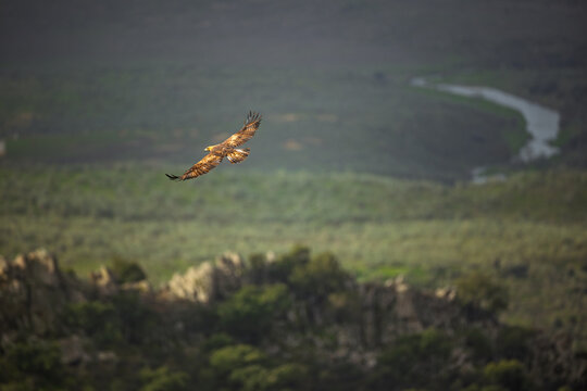 Golden eagle flying over green mountain valley river