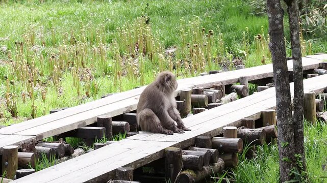 春の観光名所上高地の岳沢湿原にいる可愛い日本猿の姿