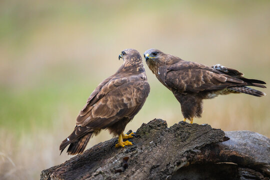 Two common buzzards perched interacting on old log