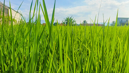 Obraz premium Green rice plants growing in a paddy field. Beautiful agricultural background of young organic rice under bright sunlight