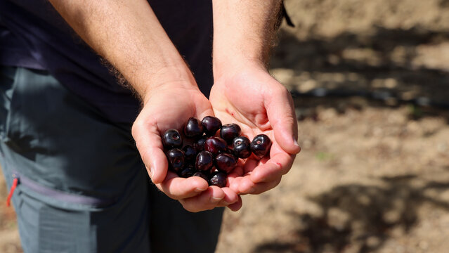 Friends Going Cherry Picking
