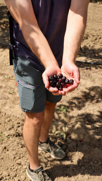 Friends Going Cherry Picking