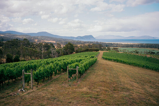 Winery on the hill in Tasmania, Australia 