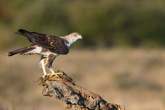 Short-toed snake eagle perched on branch looking right