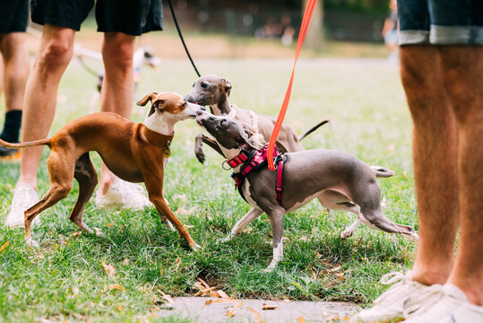 Three Whippet Dogs Greeting on Leashes in Park