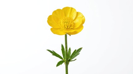 Fototapeta premium A single vibrant yellow buttercup flower stands tall on a white background. Its delicate petals are fully open, revealing a textured center, and its green stem is adorned with small, serrated leaves.
