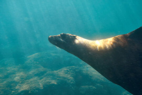 Sea Lion Swimming Underwater
