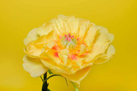 Yellow flower blooming
