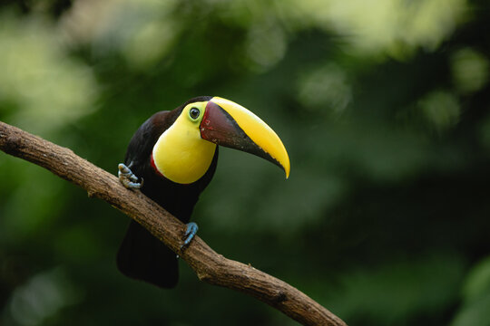 Chestnut-billed toucan perched on a branch in the rainforest 