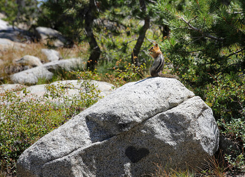 Chipmunk sits on a rock with a heart on it