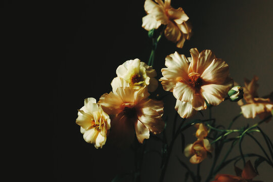 Flowers in sunlight with dark background showing details clearly