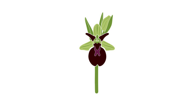 A single Ophrys insect orchid flower isolated on a white background.