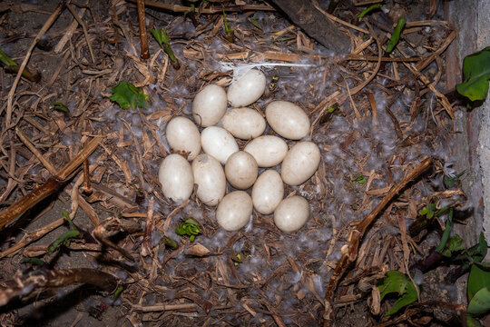 Goose eggs incubating in natural nest with feathers